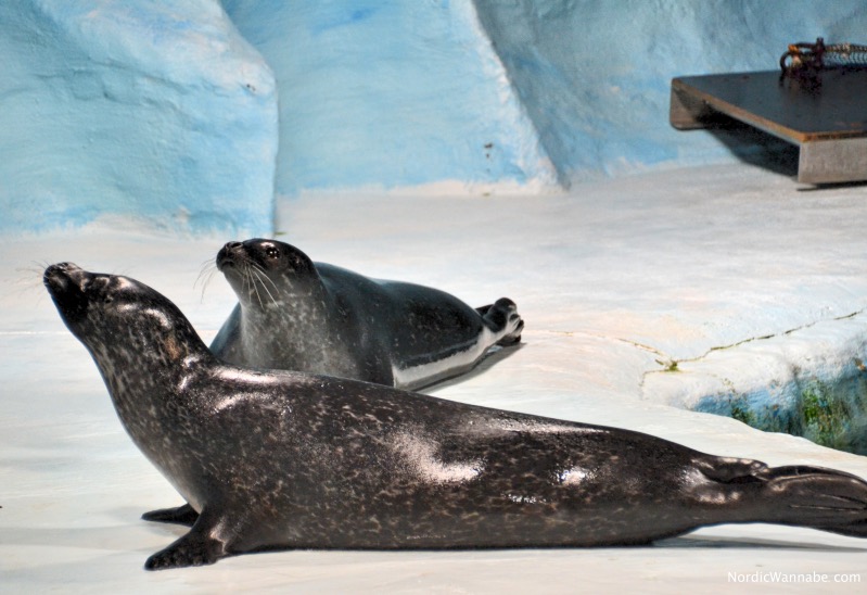 Seehunde Polaria Tromsø