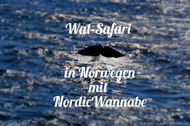 www.NordicWannabe.com Sortland, Walsafari, Wal Safari, Andenes, Lofoten, Andenes, Costa Kreuzfahrt Schiff neo Romantica Sortland, Walsafari, Wal Safari, Andenes, Lofoten, Andenes, Costa Kreuzfahrt Schiff neo Romantica