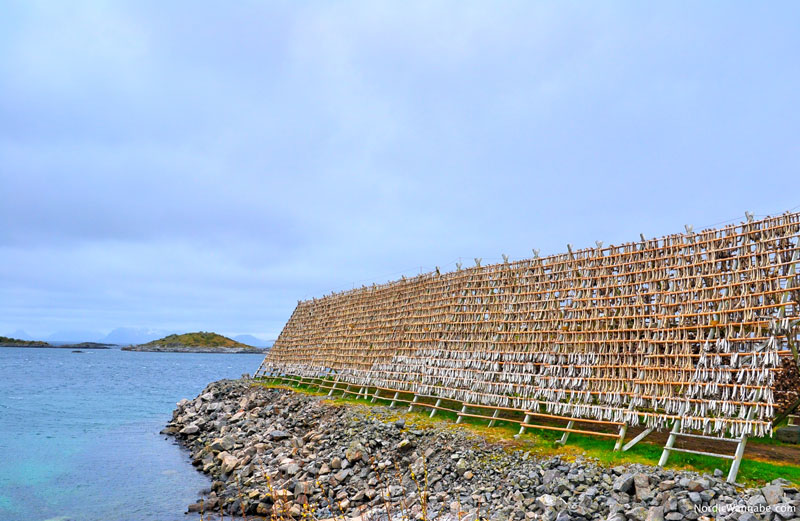 Lofoten, Inselgruppe Norwegen, weißer Strand, rote Holz-Häuser, Stockfisch, Natur, Wandern, Angeln, Hennigsvær, Leknes, Reine, Svolvær, Urlaub, Reise, Kreuzfahrt, Skandinavien, Costa