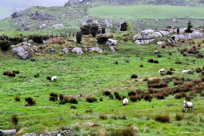 Haugesund, Hauglandet, Olden, Olen, Bohrinsel, Norwegen, Skandinavien, Blog, Reise, Urlaub, Kreuzfahrt, Costa, Rovær, Langfossen, Akkrafjord,