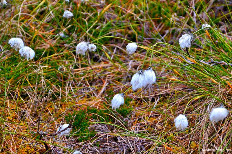 Kristiansund, Norwegen, Blog, Skandinavien, Costa, Kreuzfahrt, NeoRomantica, Atlantikstraße, Mai, Kernes Stabkirche