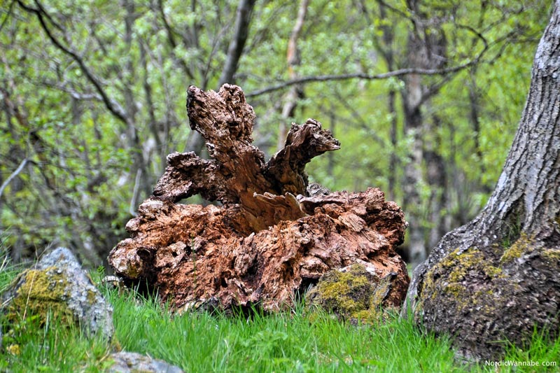 Olden, Stryn, Norwegen, Skandinavien, Blog, Kreuzfahrt, NeoRomantica, Costa, Berge, Schnee, Natur, Wandern, Eis, Gletscher, Wald, Reisetipps