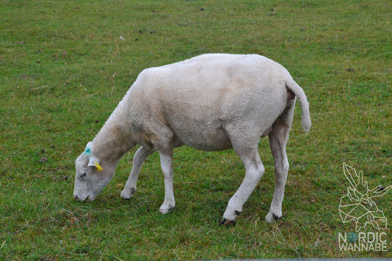 Ales-Stenar, Wikingerschiff, Steine, Stonehenge, Blog, Schweden, Blog, Skandinavien