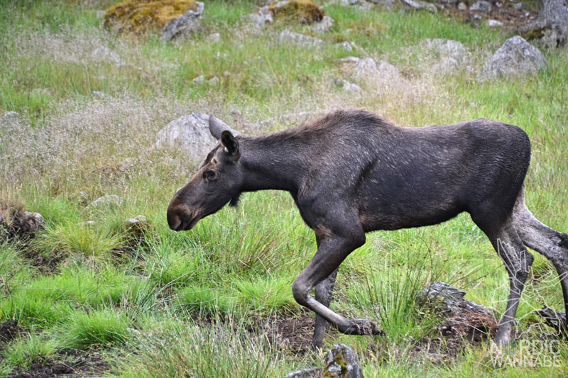 Elchpark Schweden, Grönåsen, Elche, Schweden, Skandinavien, Elche anfassen, Blog