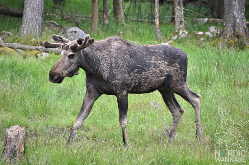 Elchpark Schweden, Grönåsen, Elche, Schweden, Skandinavien, Elche anfassen, Blog