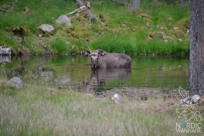 Elchpark Schweden, Grönåsen, Elche, Schweden, Skandinavien, Elche anfassen, BlogElchpark Schweden, Grönåsen, Elche, Schweden, Skandinavien, Elche anfassen, Blog