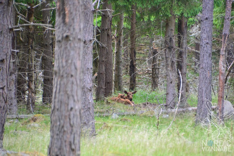 Elchpark Schweden, Grönåsen, Elche, Schweden, Skandinavien, Elche anfassen, Blog