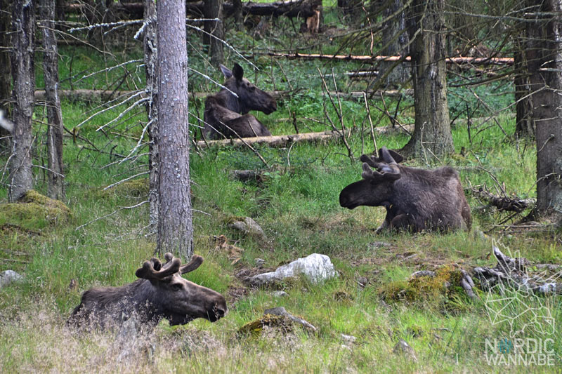 Elchpark Schweden, Grönåsen, Elche, Schweden, Skandinavien, Elche anfassen, BlogElchpark Schweden, Grönåsen, Elche, Schweden, Skandinavien, Elche anfassen, Blog