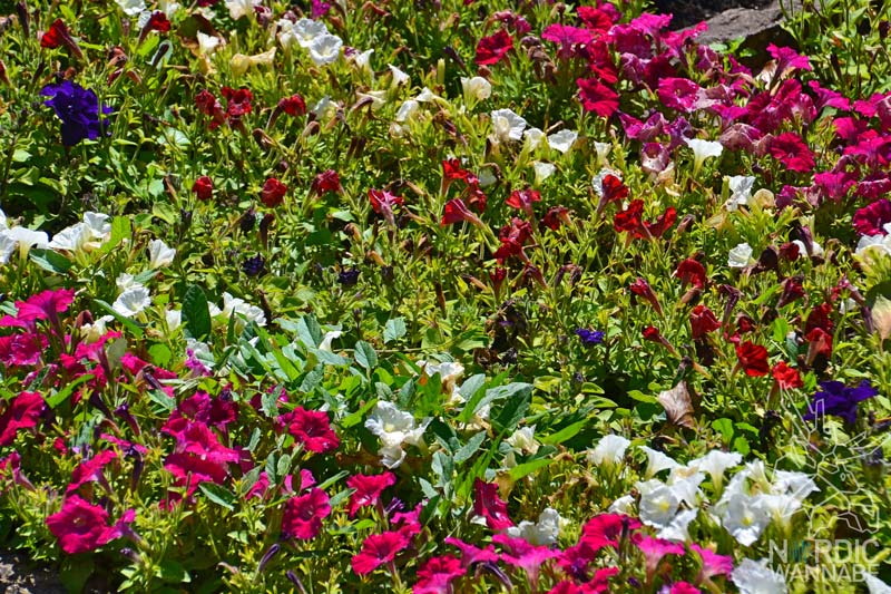 Kalmar, Krusenstiernska Garden, Hofgut, historisch, Freilichtmuseum, Garten, Entspannen, Schweden, Skandinavien, Blog