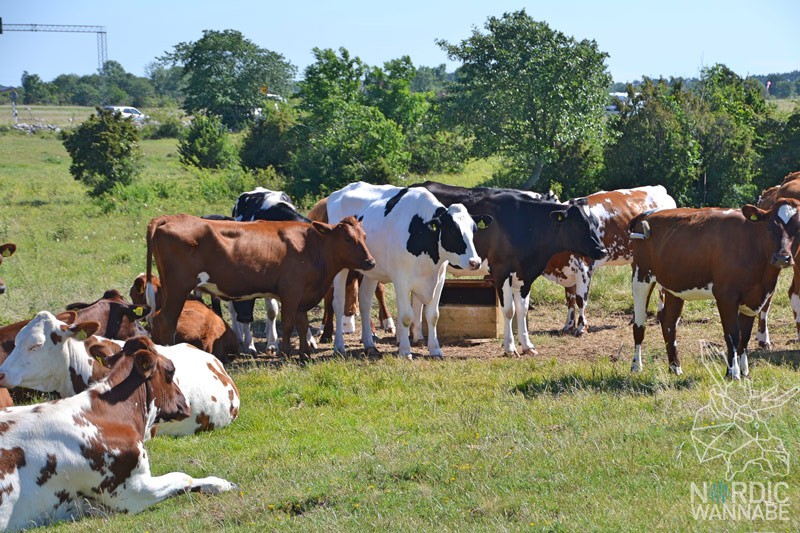 Öland Insel, Schweden, schwedisch, Urlaub, Touristen, Natur, Windmühlen
