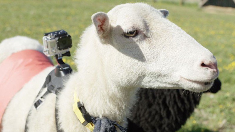 Norwegen, Schaf, Urlaub, Blog, Skandinavien , Natur, Botschafter