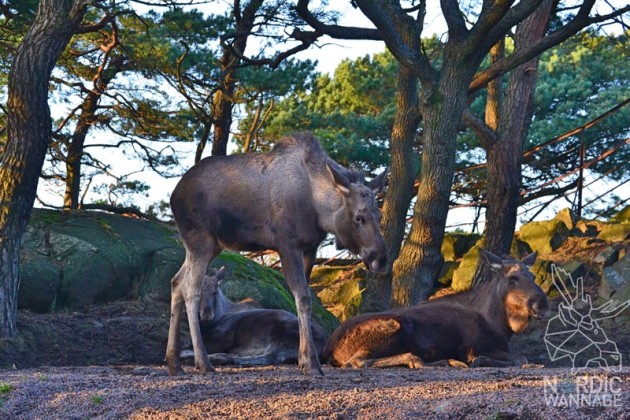 Schweden, typisch schwedisch, Landschaft, Blog, Skandinavien, See, Wald, Natur, Beeren, Rote H&auml;user, Schwedenhaus, Elch