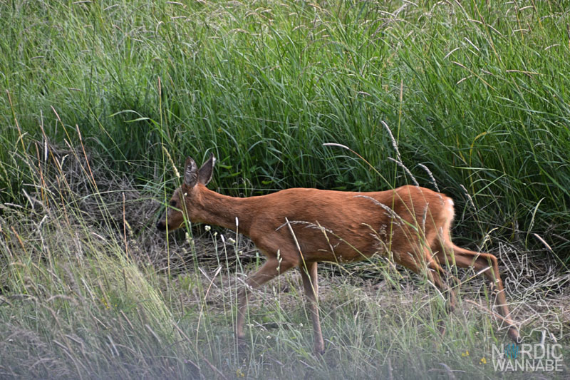 Trollhätttan, Schleuse, Schweden, Norwegen, Blog, Skandinavien, Roadtrip, Natur , Scandic