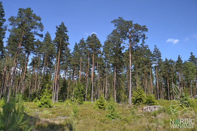 Wald, Natur, Schweden, Skandinavien, Blog