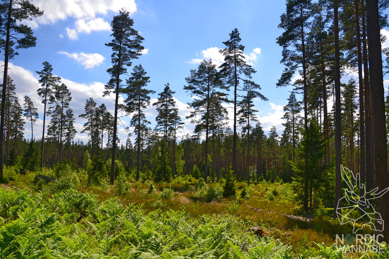 Wald, Natur, Schweden, Skandinavien, Blog