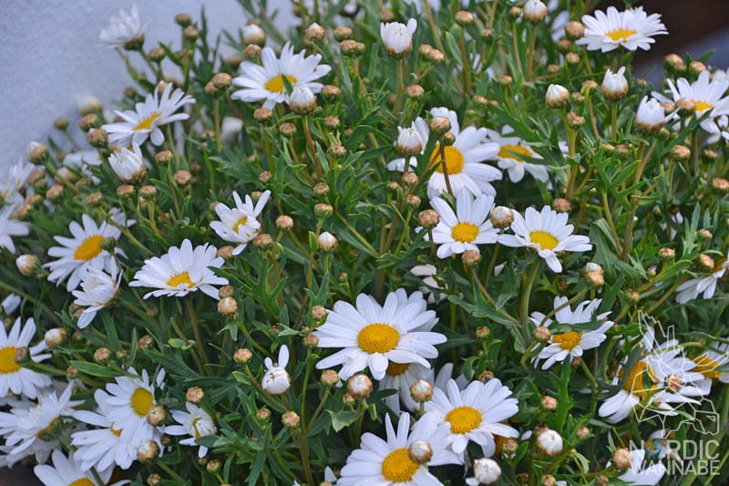 Balkon, Skandinavien-Blog, Skandinavien, Blumen, Deko, Kerzenleuchter, Kissen, Wohn Accessoires