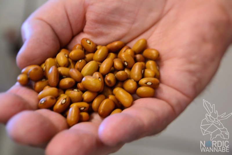 Bohnenchips, braune Bohnen, Öländska Bonchips, Öland, Schweden, Blog, Skandinavien, gesunde Chips, ökologisch, biologisch, gesund, Insel, schwedische Spezialitäten