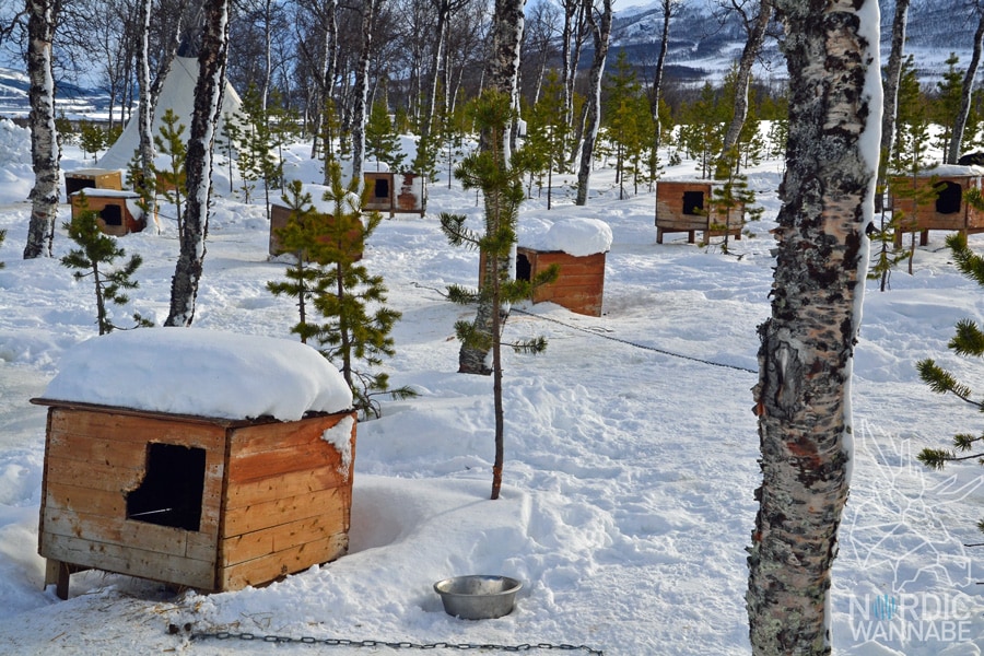 Huskies, Schlittenhunde, Tromso, Tromsø Safari, Farm, Rentiere, Schlittenhund, AIDAcara, Kreuzfahrt, Norwegen, Nordnorwegen, Skandinavien, Blog, Blogger, Schnee, Berge, Streicheln,