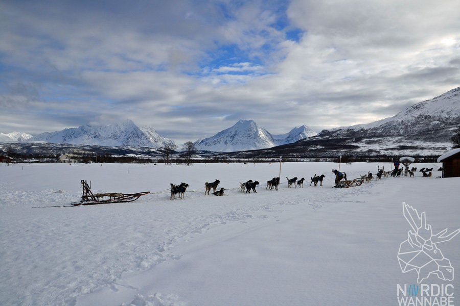 Huskies, Schlittenhunde, Tromso, Tromsø Safari, Farm, Rentiere, Schlittenhund, AIDAcara, Kreuzfahrt, Norwegen, Nordnorwegen, Skandinavien, Blog, Blogger, Schnee, Berge, Streicheln,