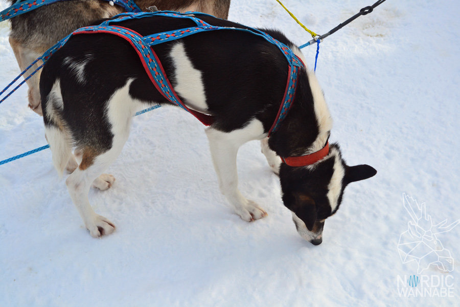 Huskies, Schlittenhunde, Tromso, Tromsø Safari, Farm, Rentiere, Schlittenhund, AIDAcara, Kreuzfahrt, Norwegen, Nordnorwegen, Skandinavien, Blog, Blogger, Schnee, Berge, Streicheln,