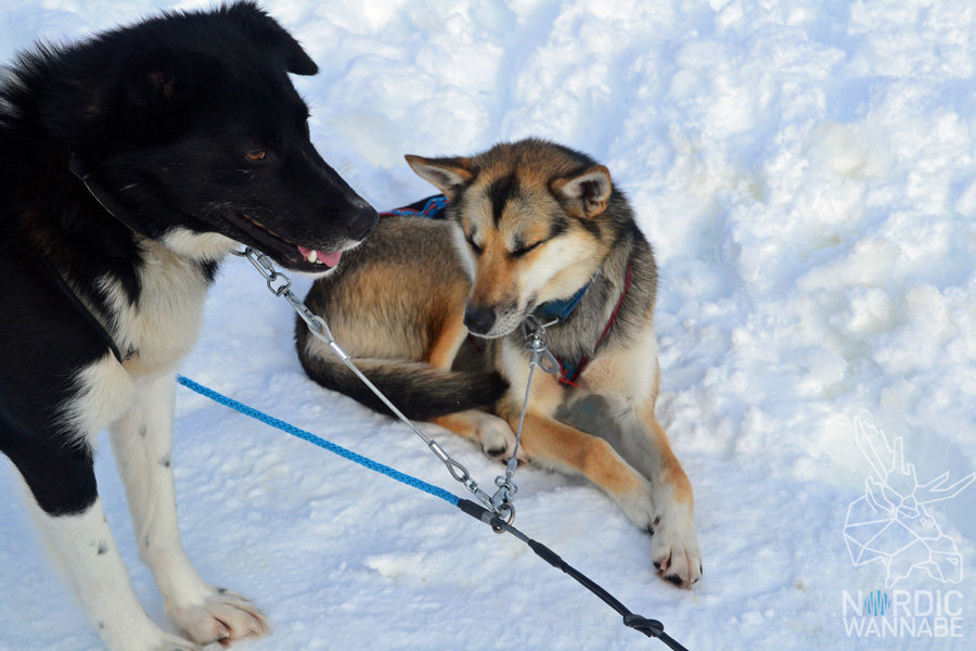 Huskies, Schlittenhunde, Tromso, Tromsø Safari, Farm, Rentiere, Schlittenhund, AIDAcara, Kreuzfahrt, Norwegen, Nordnorwegen, Skandinavien, Blog, Blogger, Schnee, Berge, Streicheln,
