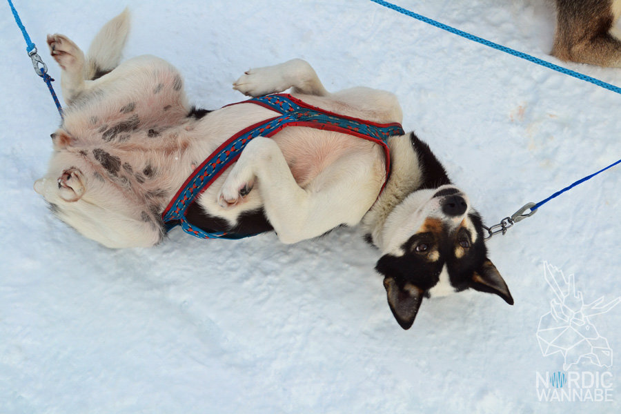 Huskies, Schlittenhunde, Tromso, Tromsø Safari, Farm, Rentiere, Schlittenhund, AIDAcara, Kreuzfahrt, Norwegen, Nordnorwegen, Skandinavien, Blog, Blogger, Schnee, Berge, Streicheln, Huskies, Schlittenhunde, Tromso, Tromsø Safari, Farm, Rentiere, Schlittenhund, AIDAcara, Kreuzfahrt, Norwegen, Nordnorwegen, Skandinavien, Blog, Blogger, Schnee, Berge, Streicheln,