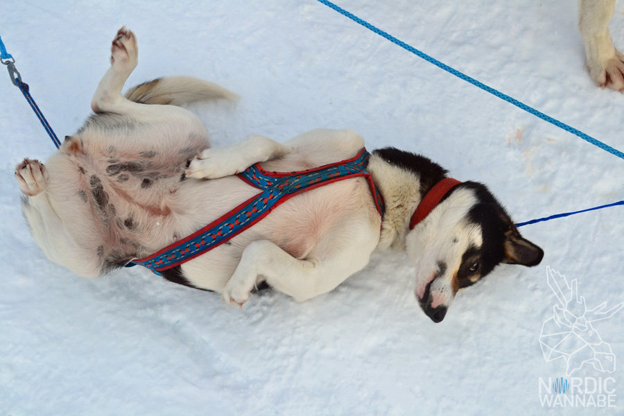 Huskies, Schlittenhunde, Tromso, Tromsø Safari, Farm, Rentiere, Schlittenhund, AIDAcara, Kreuzfahrt, Norwegen, Nordnorwegen, Skandinavien, Blog, Blogger, Schnee, Berge, Streicheln,