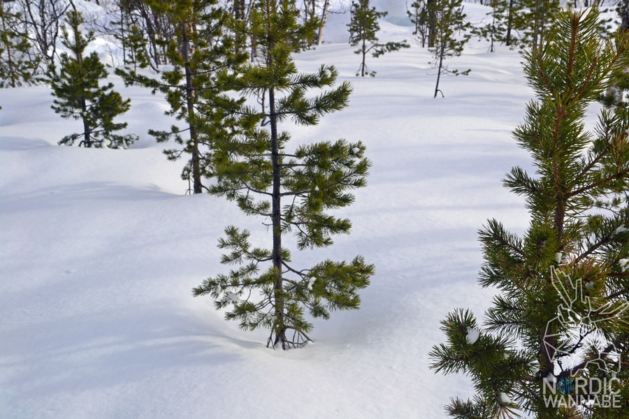 Huskies, Schlittenhunde, Tromso, Tromsø Safari, Farm, Rentiere, Schlittenhund, AIDAcara, Kreuzfahrt, Norwegen, Nordnorwegen, Skandinavien, Blog, Blogger, Schnee, Berge, Streicheln,
