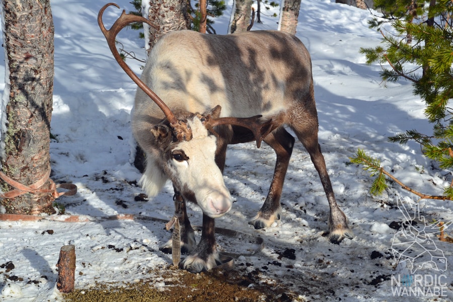 Huskies, Schlittenhunde, Tromso, Tromsø Safari, Farm, Rentiere, Schlittenhund, AIDAcara, Kreuzfahrt, Norwegen, Nordnorwegen, Skandinavien, Blog, Blogger, Schnee, Berge, Streicheln,