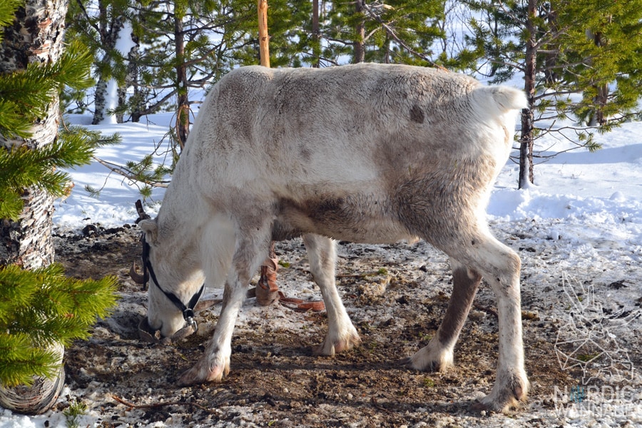 Huskies, Schlittenhunde, Tromso, Tromsø Safari, Farm, Rentiere, Schlittenhund, AIDAcara, Kreuzfahrt, Norwegen, Nordnorwegen, Skandinavien, Blog, Blogger, Schnee, Berge, Streicheln, Huskies, Schlittenhunde, Tromso, Tromsø Safari, Farm, Rentiere, Schlittenhund, AIDAcara, Kreuzfahrt, Norwegen, Nordnorwegen, Skandinavien, Blog, Blogger, Schnee, Berge, Streicheln,