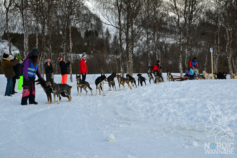 Huskies, Schlittenhunde, Tromso, Tromsø Safari, Farm, Rentiere, Schlittenhund, AIDAcara, Kreuzfahrt, Norwegen, Nordnorwegen, Skandinavien, Blog, Blogger, Schnee, Berge, Streicheln,
