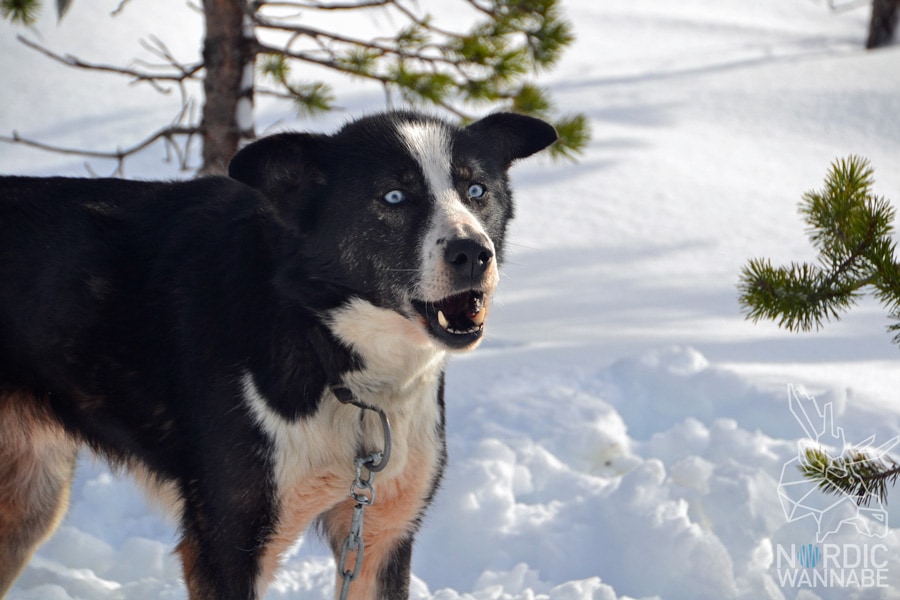 Huskies, Schlittenhunde, Tromso, Tromsø Safari, Farm, Rentiere, Schlittenhund, AIDAcara, Kreuzfahrt, Norwegen, Nordnorwegen, Skandinavien, Blog, Blogger, Schnee, Berge, Streicheln,
