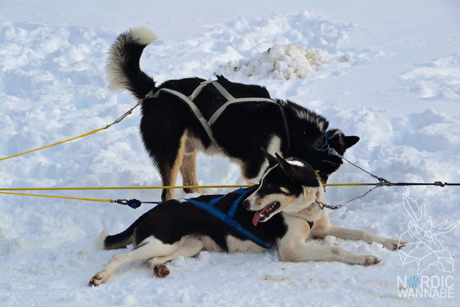 Huskies, Schlittenhunde, Tromso, Tromsø Safari, Farm, Rentiere, Schlittenhund, AIDAcara, Kreuzfahrt, Norwegen, Nordnorwegen, Skandinavien, Blog, Blogger, Schnee, Berge, Streicheln,