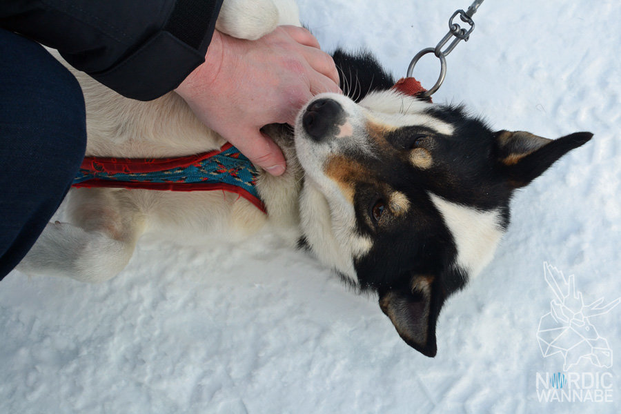 Huskies, Schlittenhunde, Tromso, Tromsø Safari, Farm, Rentiere, Schlittenhund, AIDAcara, Kreuzfahrt, Norwegen, Nordnorwegen, Skandinavien, Blog, Blogger, Schnee, Berge, Streicheln,