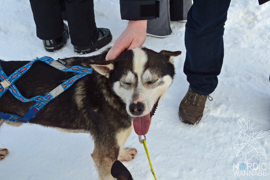 Huskies, Schlittenhunde, Tromso, Tromsø Safari, Farm, Rentiere, Schlittenhund, AIDAcara, Kreuzfahrt, Norwegen, Nordnorwegen, Skandinavien, Blog, Blogger, Schnee, Berge, Streicheln,
