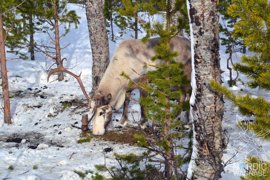 Huskies, Schlittenhunde, Tromso, Tromsø Safari, Farm, Rentiere, Schlittenhund, AIDAcara, Kreuzfahrt, Norwegen, Nordnorwegen, Skandinavien, Blog, Blogger, Schnee, Berge, Streicheln,