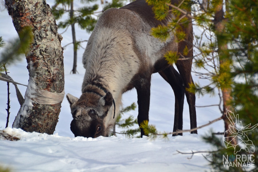 Huskies, Schlittenhunde, Tromso, Tromsø Safari, Farm, Rentiere, Schlittenhund, AIDAcara, Kreuzfahrt, Norwegen, Nordnorwegen, Skandinavien, Blog, Blogger, Schnee, Berge, Streicheln,