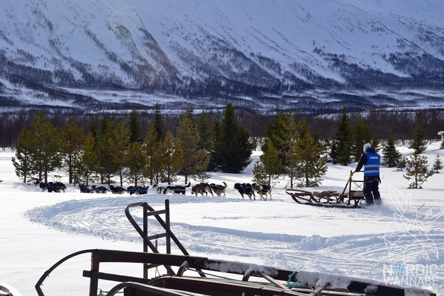 Huskies, Schlittenhunde, Tromso, Tromsø Safari, Farm, Rentiere, Schlittenhund, AIDAcara, Kreuzfahrt, Norwegen, Nordnorwegen, Skandinavien, Blog, Blogger, Schnee, Berge, Streicheln,