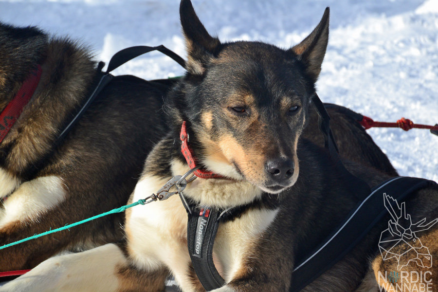Huskies, Schlittenhunde, Tromso, Tromsø Safari, Farm, Rentiere, Schlittenhund, AIDAcara, Kreuzfahrt, Norwegen, Nordnorwegen, Skandinavien, Blog, Blogger, Schnee, Berge, Streicheln,