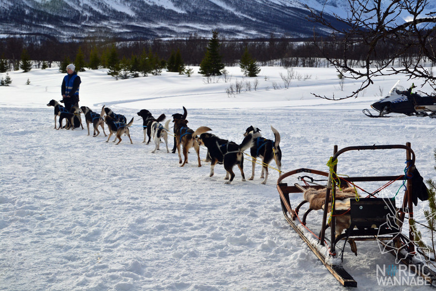 Huskies, Schlittenhunde, Tromso, Tromsø Safari, Farm, Rentiere, Schlittenhund, AIDAcara, Kreuzfahrt, Norwegen, Nordnorwegen, Skandinavien, Blog, Blogger, Schnee, Berge, Streicheln,