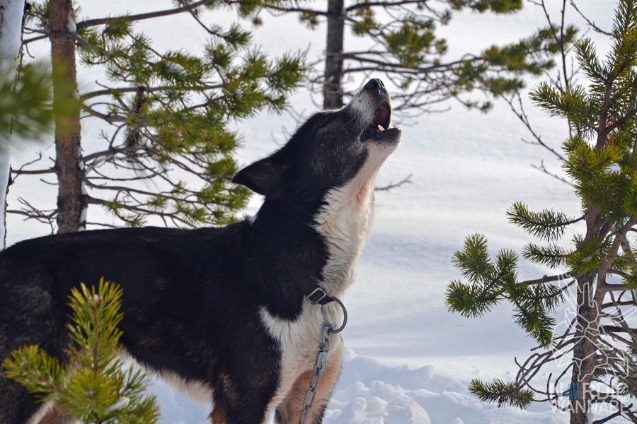 Huskies, Schlittenhunde, Tromso, Tromsø Safari, Farm, Rentiere, Schlittenhund, AIDAcara, Kreuzfahrt, Norwegen, Nordnorwegen, Skandinavien, Blog, Blogger, Schnee, Berge, Streicheln,