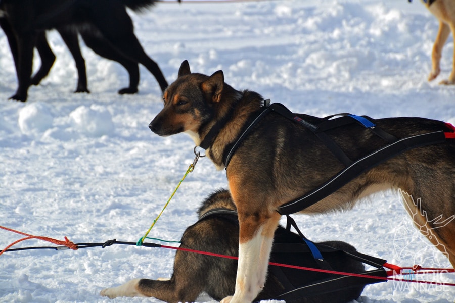 Huskies, Schlittenhunde, Tromso, Tromsø Safari, Farm, Rentiere, Schlittenhund, AIDAcara, Kreuzfahrt, Norwegen, Nordnorwegen, Skandinavien, Blog, Blogger, Schnee, Berge, Streicheln,