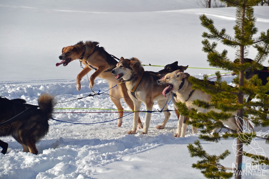 Huskies, Schlittenhunde, Tromso, Tromsø Safari, Farm, Rentiere, Schlittenhund, AIDAcara, Kreuzfahrt, Norwegen, Nordnorwegen, Skandinavien, Blog, Blogger, Schnee, Berge, Streicheln,