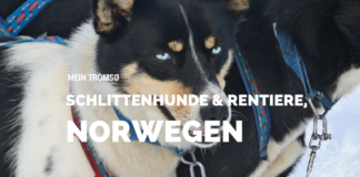Huskies, Schlittenhunde, Tromso, Tromsø Safari, Farm, Rentiere, Schlittenhund, AIDAcara, Kreuzfahrt, Norwegen, Nordnorwegen, Skandinavien, Blog, Blogger, Schnee, Berge, Streicheln,
