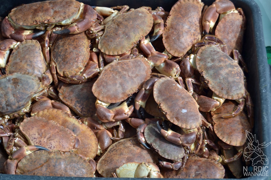 Røvær, Rovaer, Erfahrungen, Insel, Tipps, Norwegen, Skandinavien, Blog, Reiseblog, Travelblog, Haugesund, Kreuzfahrt, AIDA, AIDAcara, Skandiblog, Magisch 