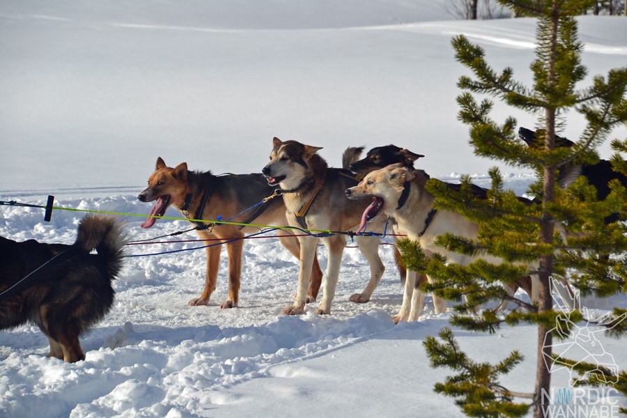 Tromso, Tromsø, Norwegen, Nordnorwegen, Nordlichtsafari, Polarlichter, Nordlichter, Wo kann man, Skandinavien, Blog, Skandiblog, Eismeer-Kathedrale, Huskies, Rentiere