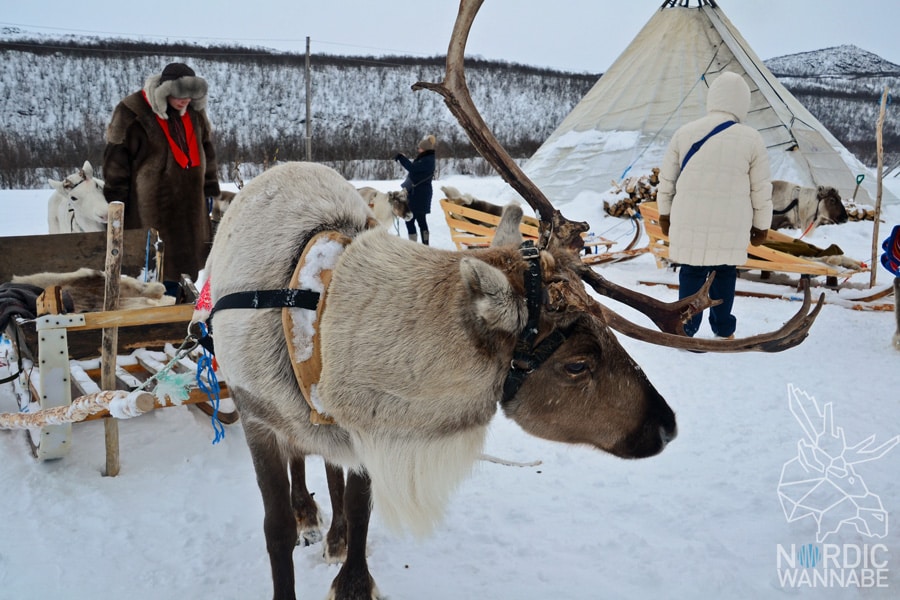 Alta, Norwegen, Nordnorwegen, Masi, Samidaorf, Rentiere, Nordlichter, Schnee, Blog, Skandinavien,
