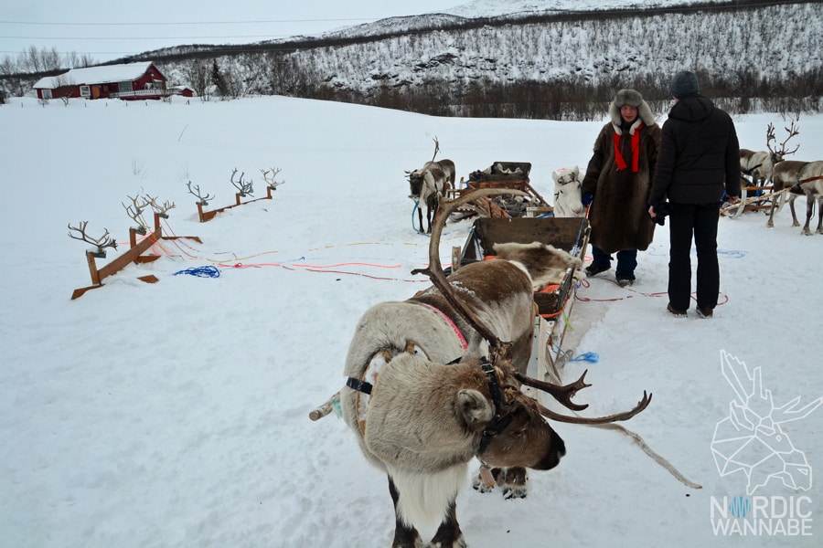 Alta, Norwegen, Nordnorwegen, Masi, Samidaorf, Rentiere, Nordlichter, Schnee, Blog, Skandinavien,