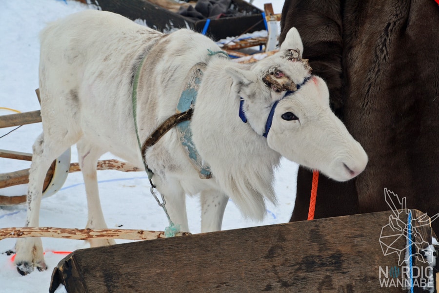 Alta, Norwegen, Nordnorwegen, Masi, Samidaorf, Rentiere, Nordlichter, Schnee, Blog, Skandinavien,