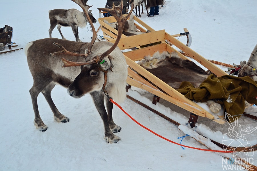 Alta, Norwegen, Nordnorwegen, Masi, Samidaorf, Rentiere, Nordlichter, Schnee, Blog, Skandinavien,
